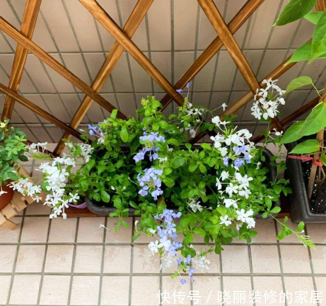 花朵|这3种花的名字相似,只有一字之差,种植方法却大不相同