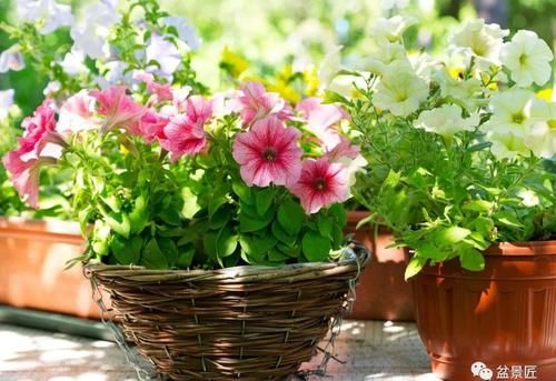 确实很多人忽略的“下脚料”，用来种花，花长的确实好