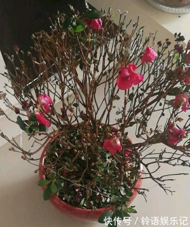 8种“坑人花”,过年谨慎入,没有“高技术”,养一盆枯一盆