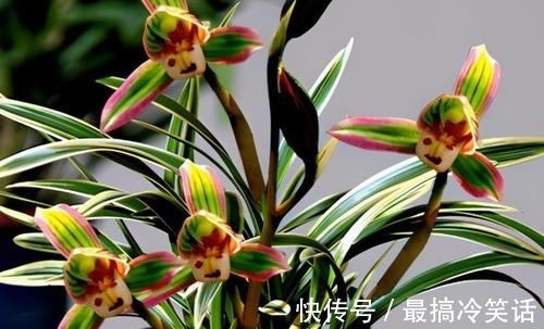 香祖|兰花珍品——矮种帝王妃,花色独特,花香馥郁,适合新手收藏