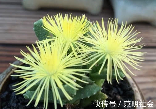 妙招|多肉芳香波怎么养教你3个小妙招,养出翠绿幽香的芳香波