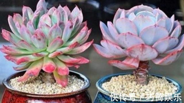 学会给多肉''喷水'',上色容易还好看,1招搞定叶子不着色的难题
