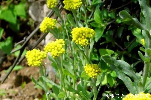 清明|4種天然的“止咳藥”,漫山遍野都是,聰明人一直在吃