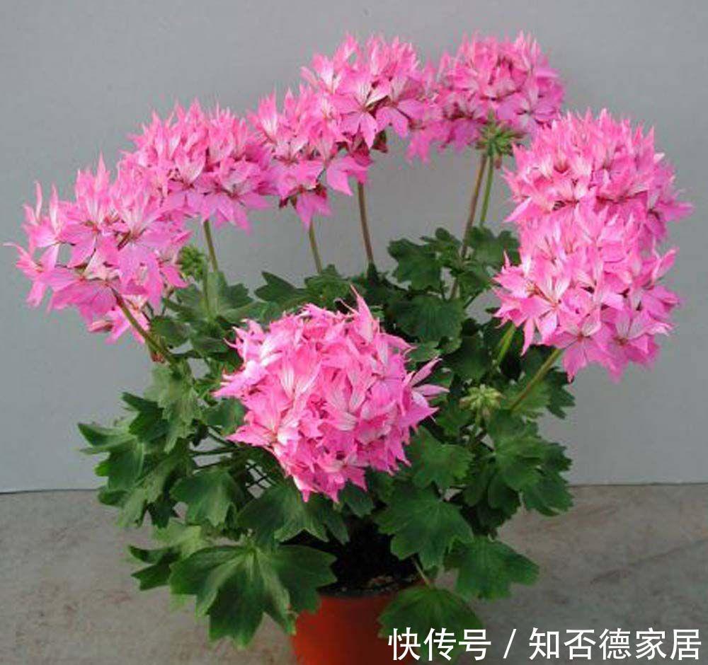 天竺葵|农历8月4日开始,养这几款植物,花朵姿态万千,每天都有好心情