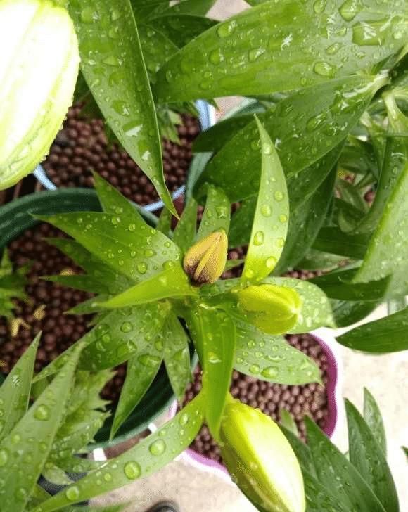 这些花最爱掉花苞,千万少浇水,越浇越不开花早看早知道