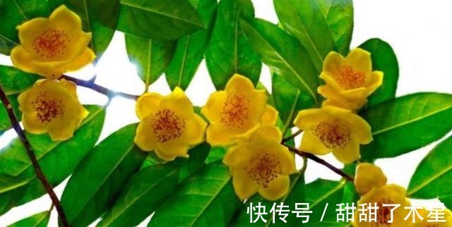 这款金黄茶花,香气扑鼻,可以泡茶,营养丰富,观赏食用两不误!