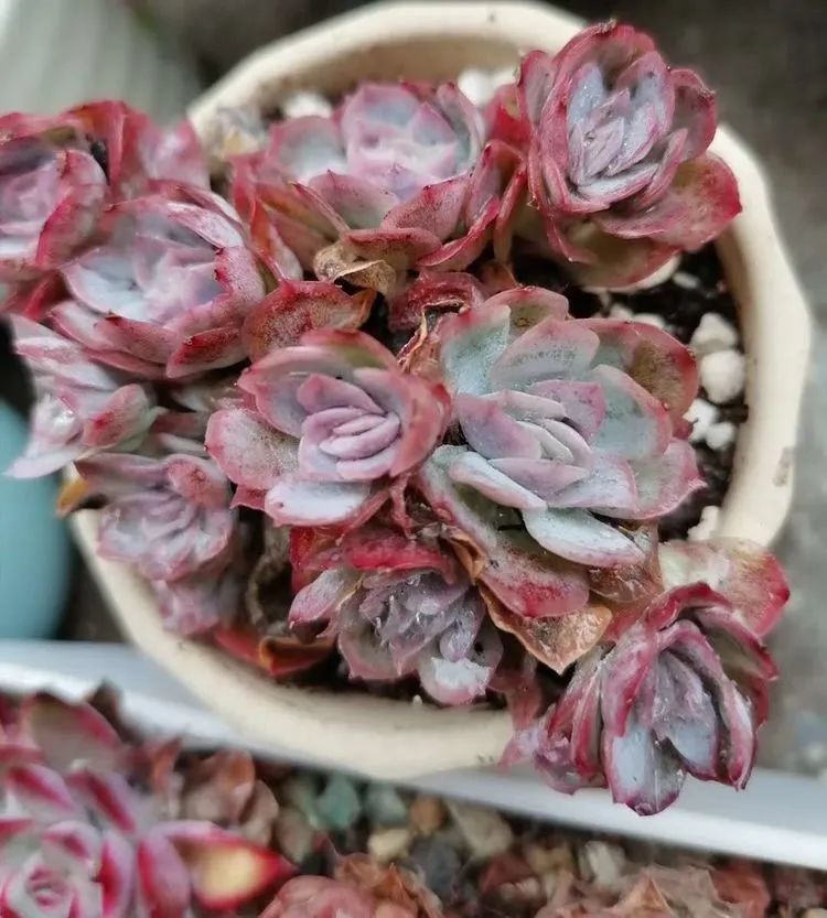 观音莲|90后川妹子的“丑肉”逆袭记!时光不弃,多肉常在!