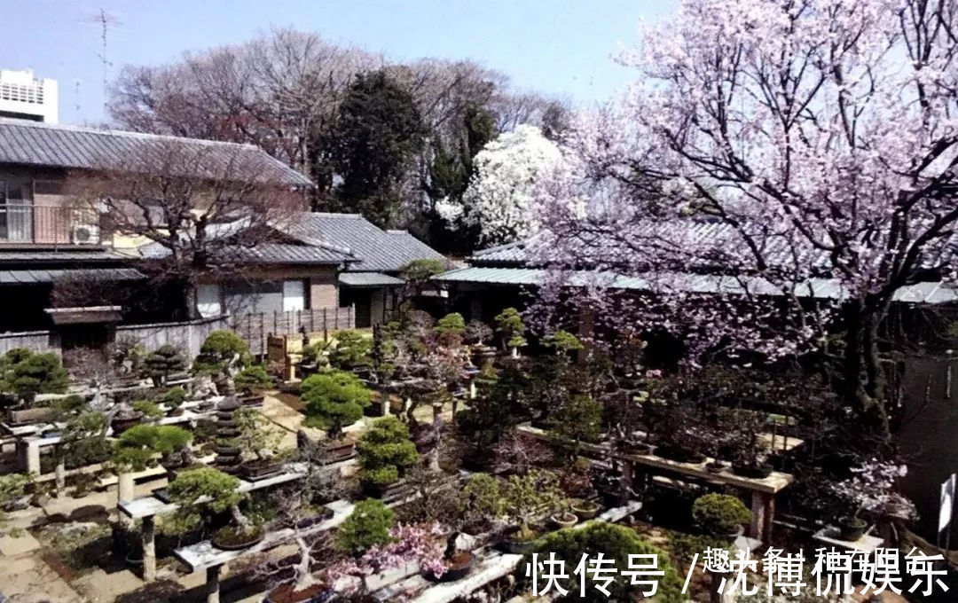 台友们|老实交代，你们觉得盆景制作步骤太难记吧那就念这十字箴言咯！