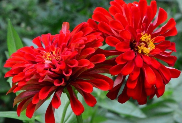 此几款花朵,随便一养就爆盆,花开美艳又动人,超适合懒人养