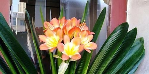 张大爷养君子兰,白天喝口酒,晚上闷上头,20天窜出大花箭!