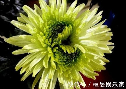 5款傲霜的菊花,开花似惊鸿起舞,幽香暗淡,花型圆滚惹人爱,美