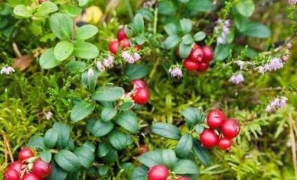 补血|此野果是补血“神器”,是养血“良药”,农村遇到要捡点回家!