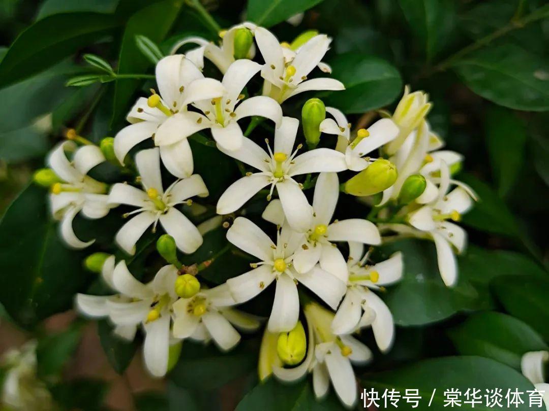酸性|天生爱淋雨的花，多淋几次，连肥料都省了