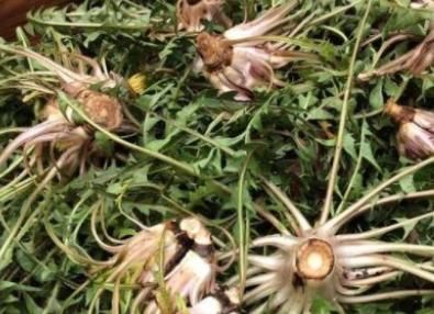 公英叶|蒲公英煮水喝,用叶子好还是根茎好?对身体会员什么效果?