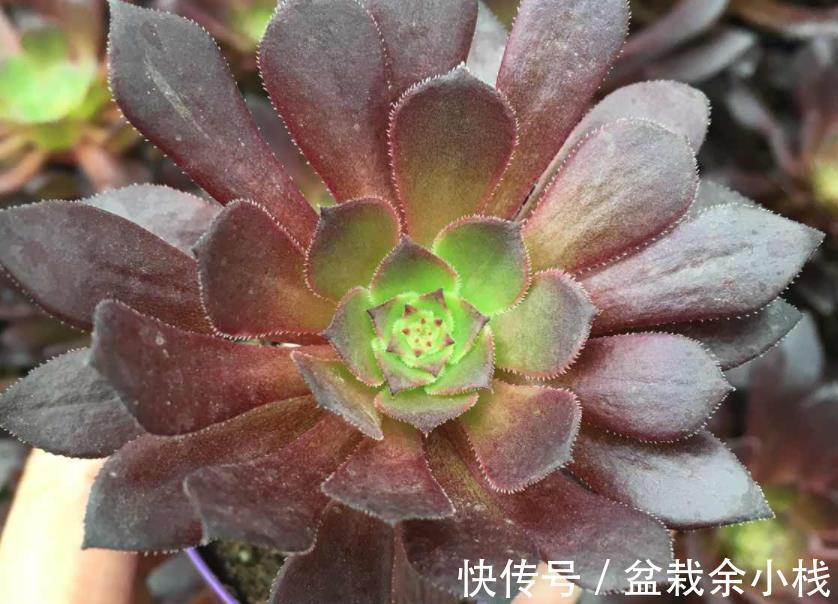 莲花科属多肉|莲花科属多肉,茎干底端叶子干枯摘还是不摘?看这3种情况