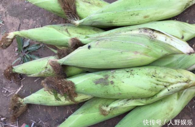 储存玉米是“先煮”还是“先冻”,很多人做错了,难怪玉米不香!
