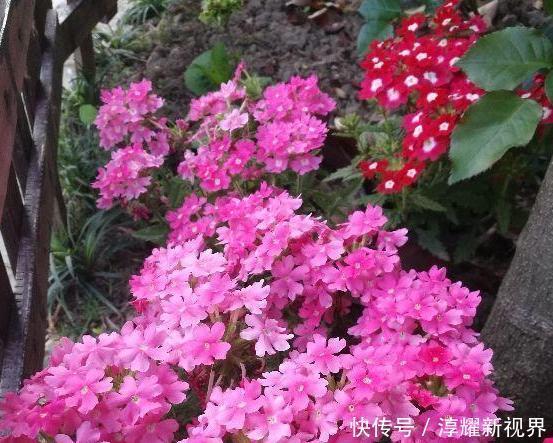 昙花|天热阳台该种植什么花15种''抗晒''植物，盆栽赏花不犯愁