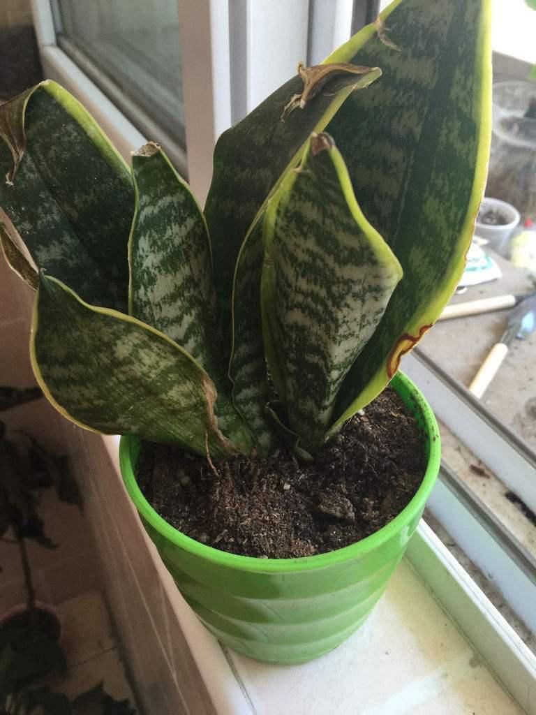  简单|什么！虎皮兰会开花？没错，按照这几个步骤养，养花很简单