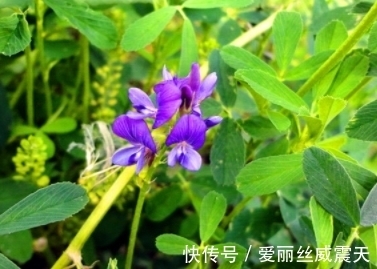 很像是芸豆花,那一抹紫色宛如夏天清浅的模样,请珍惜