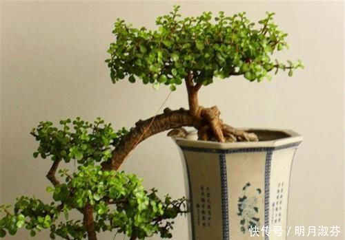 想要养一盆好看的金枝玉叶,教你一招,长成老桩,人人见了都夸美
