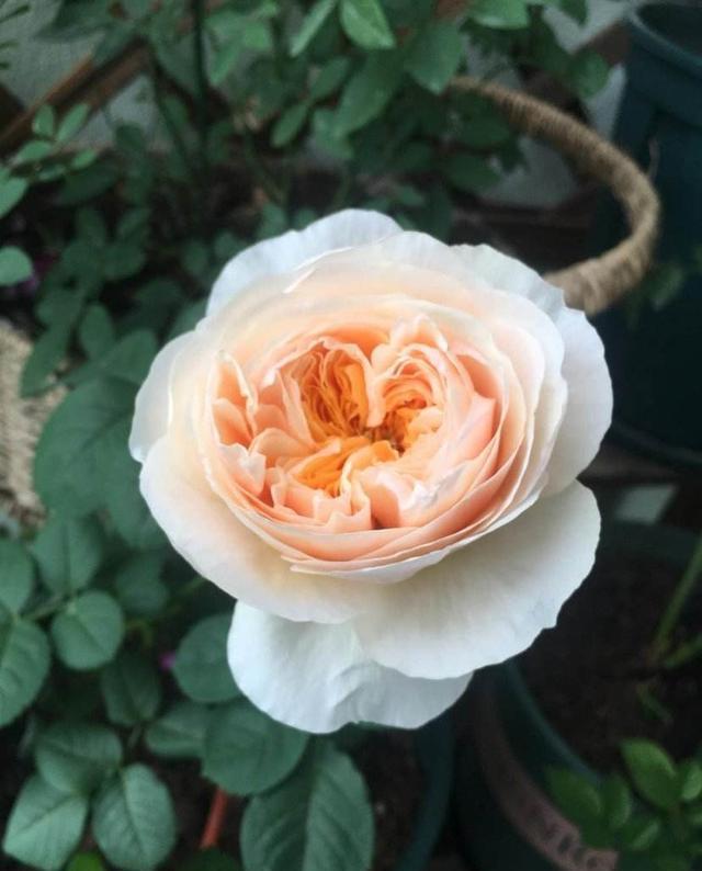 茶花、月季是南方的植物,养护时该用什么土壤酸性还是碱性