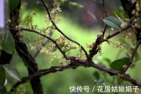施肥|很好辨认的1种藤本植物，别轻易触碰，却是制作盆景的优良素材