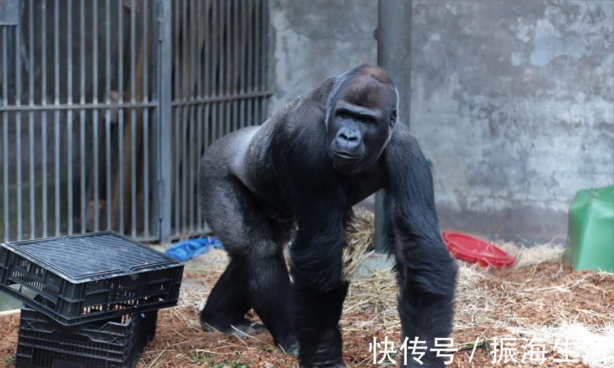 蛋白粉|大猩猩不吃牛肉,不喝蛋白粉,为什么肌肉比健美选手还生猛