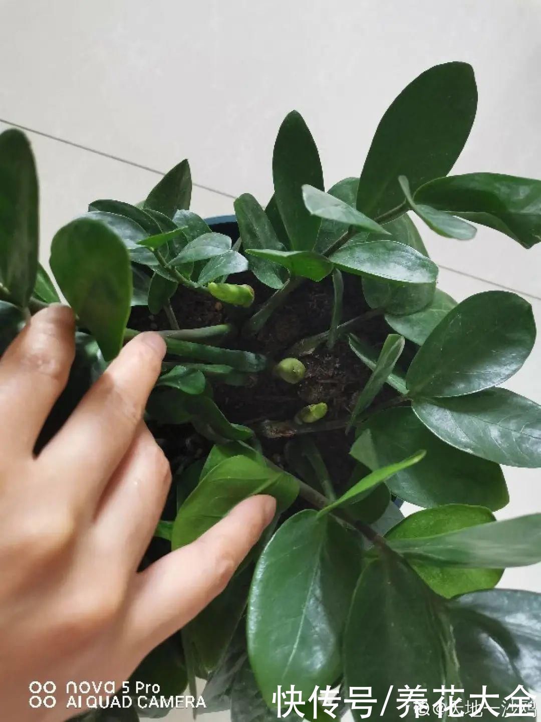 橡皮树|养花就怕乱浇水,越浇死得越快,赶紧住手