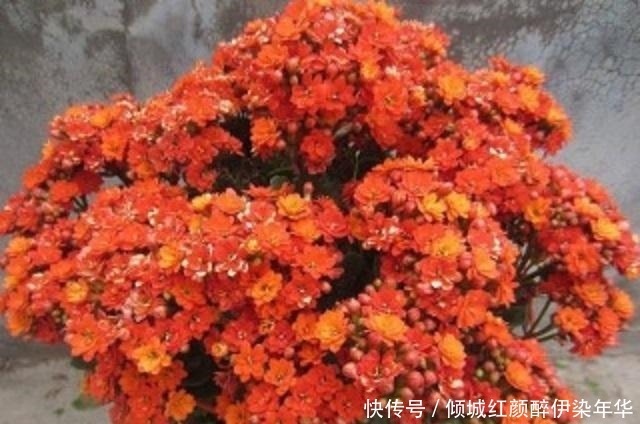 想要长寿盆栽多开花,少见太阳少浇水,很多人做错,难怪花卉枯萎