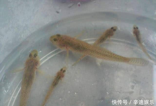 农村|农村的这两种野鱼，虽然长得丑，但是味道非常的鲜美