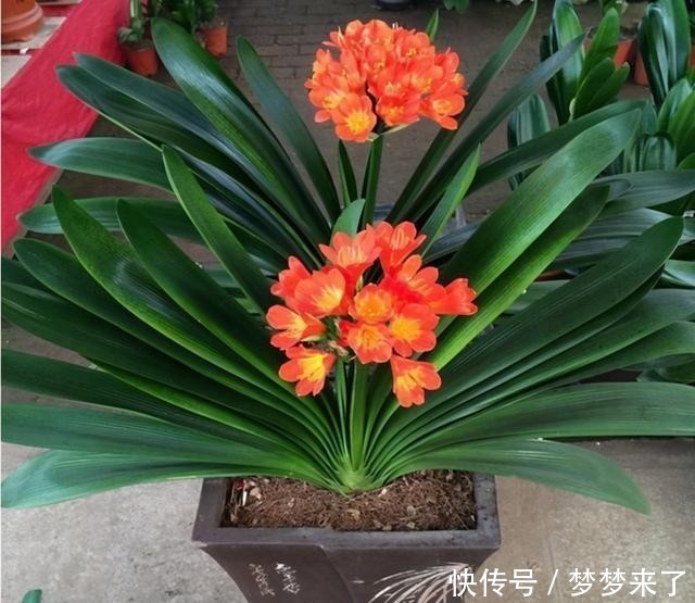 兰花|4种“高贵花”,冬天砰砰开花,家里养一盆,富贵大气“有面子”