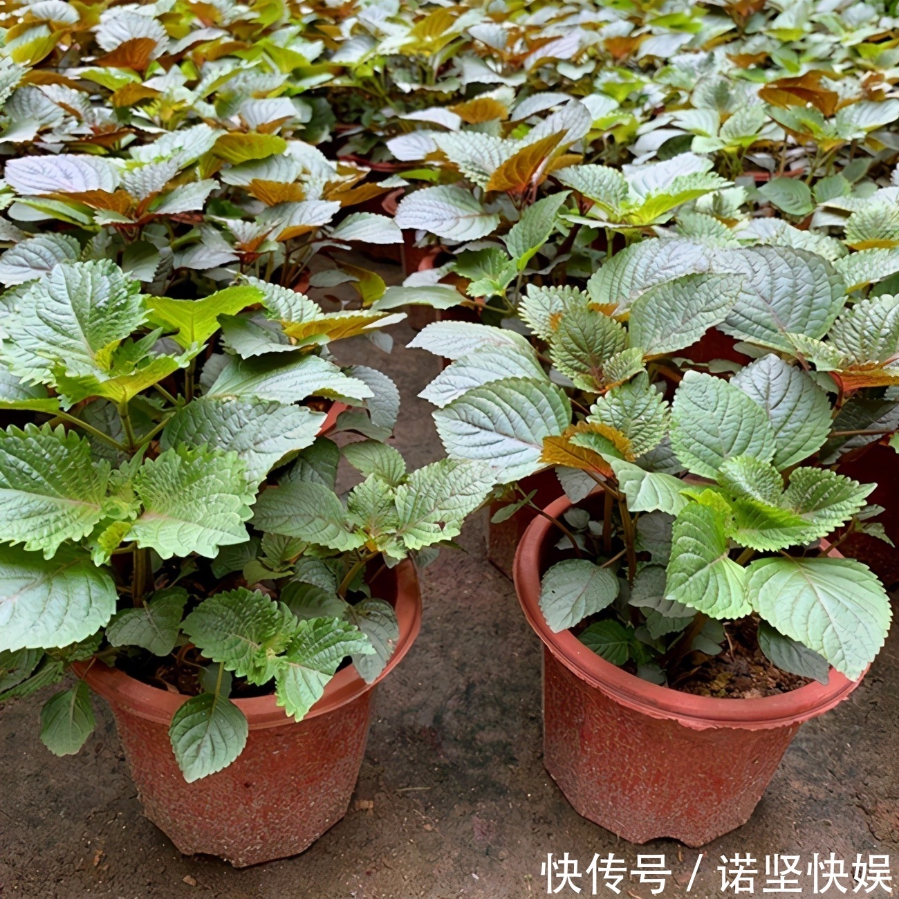 甜椒|盘点5种适合家庭盆栽的蔬菜,可观赏也能食用,一举两得