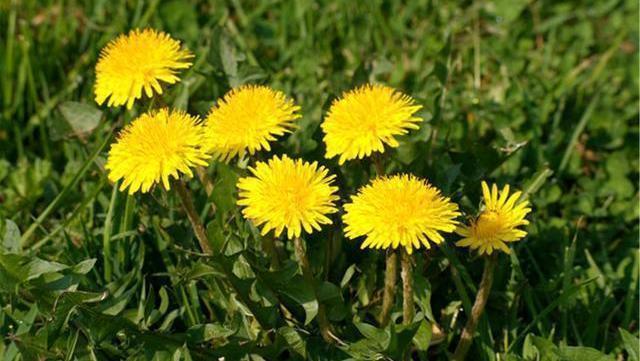 玫瑰花茶|玫瑰花泡水,对女性健康有哪些益处学会正确搭配,养生效果翻倍