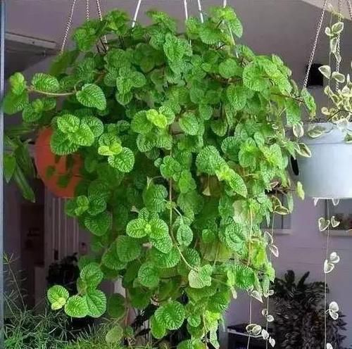 “烟味”的天敌来了，1种植物养在家里，是吸烟人士的福音