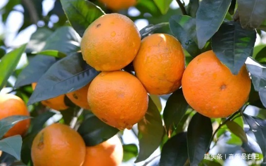 清肺|女性养生,4种食物离不开,润肤美容,刮油甩脂,清理体内毒素