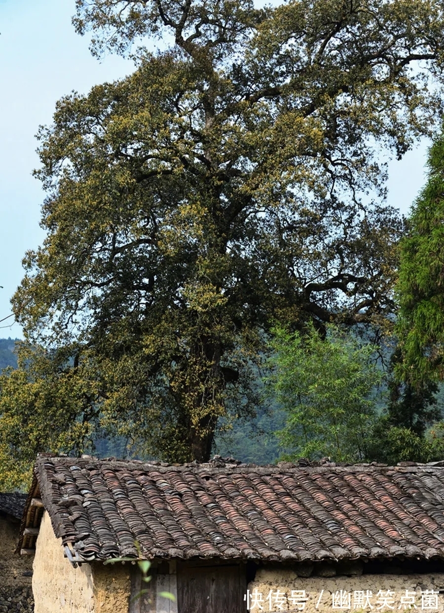 普通话|方言，正在死亡