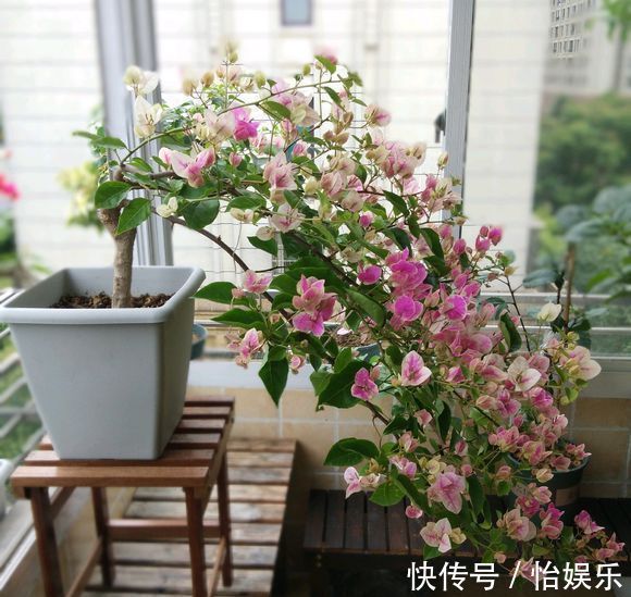 夏季养花一浇水就死,一施肥就烂根重点在这里,促休眠3点措施