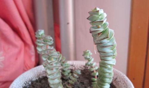 养多肉植物钱串景天，注重4个地方，叶肥芽多，轻松爆盆！