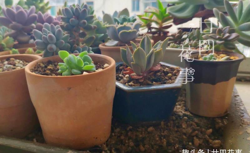 廿六|夏天不敢给多肉浇水?一个小妙招,轻松解决难题,适合新手和懒人
