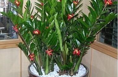 养金钱树虎皮兰，2周浇一壶“催芽水”，呼呼冒新芽，比花肥有效