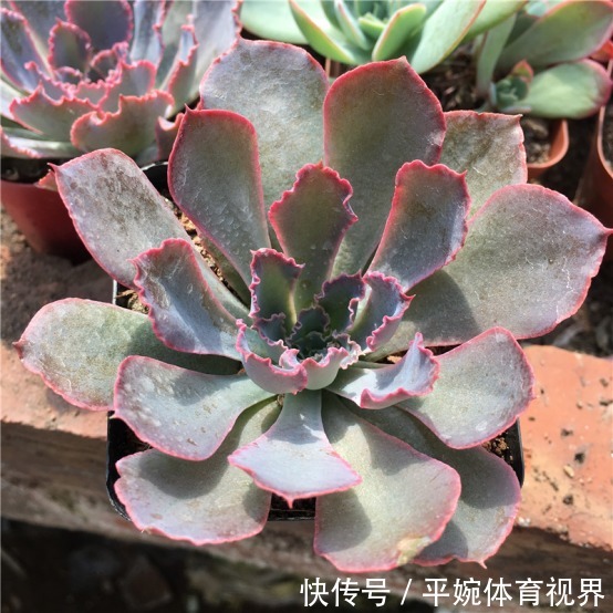 怎么养好多肉植物晚霞之舞?遵循此5点