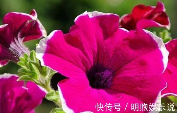 植物|家里养这几款植物,开花四季如春,不用费心,漂亮又好闻