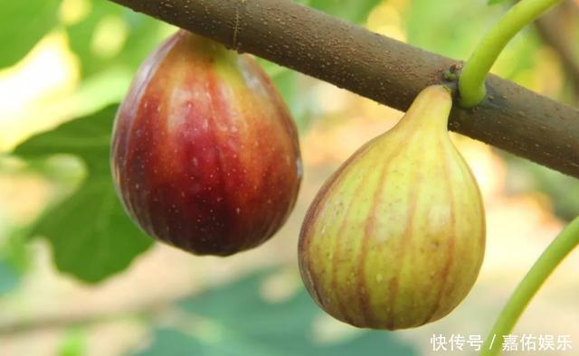 保存无花果不要直接放冰箱，学会此诀窍，甘甜滋润，越放越好吃