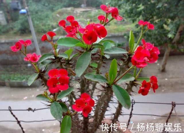 1种“花”,漂亮像玫瑰,花期6个月,花色红艳,适合家庭粗养!