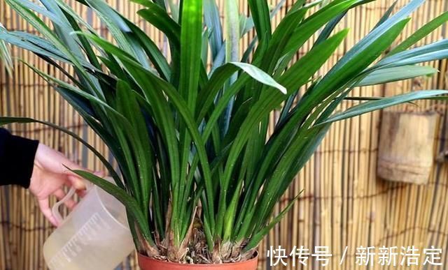 一番话|养兰花究竟有多难?听了王姐一番话才知道,原来的养护方法都错了