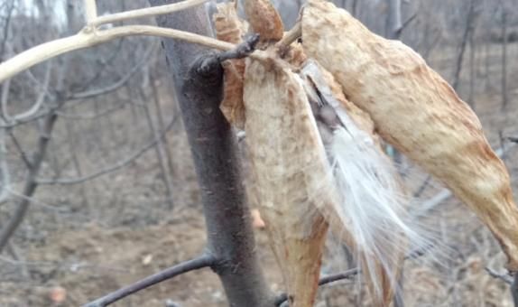 药用价值|在农村这种果实很常见，经常摘回家喂牲畜，不知道还有药用价值