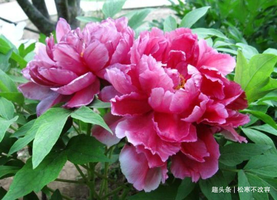 石竹花|家里养这几款植物,给点水就长得好,招财进宝、财源滚滚