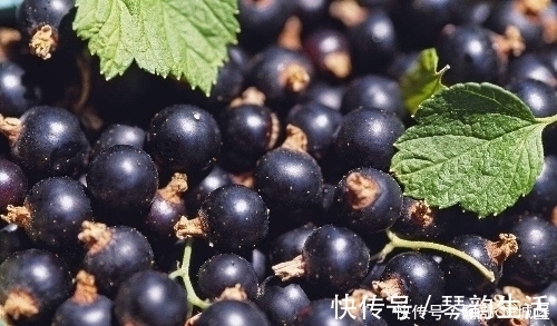 黑加仑|冬天到了，不妨多吃此果，气血好了，肝脏也好了，眼睛更明亮