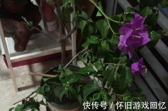 这花不能换盆,现在一动土,小命不保!