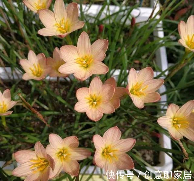 虎皮兰|谁说养花浪费钱?学会这3个小妙招,养花很省钱